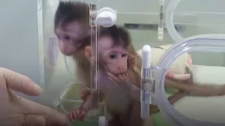 Chinese scientists clone monkeys