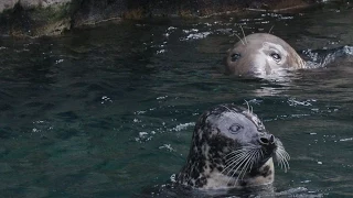 How Are Seals Different from Sea Lions?