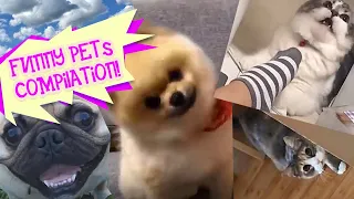 Funny pets compilation