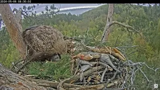 Орланы Чулман и Кама в НП Нижняя Кама 06.05.2024 08:22