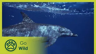 The Dolphin Society - Marine Mammals 5/9 - Go Wild