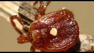 Lone Star Tick becoming more prevalent in Virginia; bites trigger red meat allergy