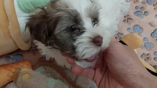 They are seven weeks old - Day 49 - Puppies Journey #havanese #cutepuppies #adorablepets