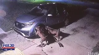 Video shows pair of aggressive dogs tear through a car to get to a cat inside