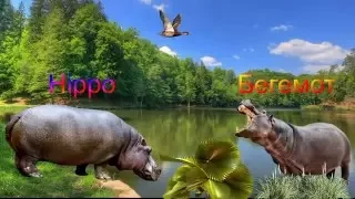 Английский язык для малышей.Дикие животные.English for kids. Wild animals.