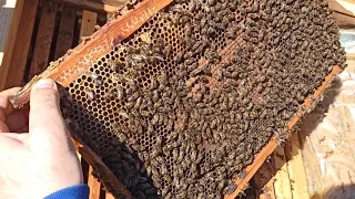 ПЧЁЛЫ 🐝🐝,  КОЛИЧЕСТВО РАСПЛОДА. ЧТО НЕОБХОДИМО СДЕЛАТЬ. 5.04.22.