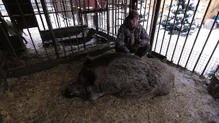 Спасённый кабан убийца во время гона!!!