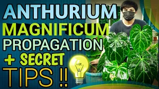 ANTHURIUM MAGNIFICUM (ACTUAL PROPAGATION) + SECRET TIPS REVEALED plantzilla bhl