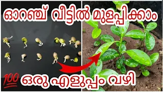 GROW ORANGE SEED IN YOUR GARDEN EASILY🍊|Germinate orange seed |ഓറഞ്ച് വീട്ടിൽ മുളപ്പിക്കാം#youtube