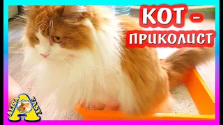 КАК ПРИУЧИТЬ КОТА К ЛОТКУ? / КОТ ВАСИЛИЙ ЦЕЛУЕТ ХОМКИ / Alisa Easy Pets