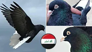 Ирак удивляет. Бойные голуби Фав | Iraqi faw (roller/tumbler) pigeons | الحمام الإعصار |  #kabootar