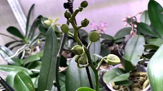 ОРХИДЕИ в ДУБОВОЙ КОРЕ и ЦВЕТОНОСЫ ОРХИДЕЙ перестанут расти после пересадки орхидеи