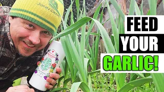 Tips For Fertilizing Garlic - Garden Quickie Episode 138