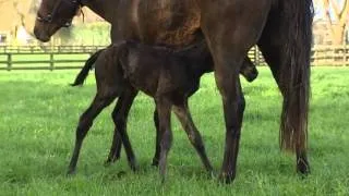 Vaccination of broodmares