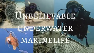 **Unbelievable Marine Encounters You WON'T BELIEVE!**