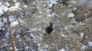 This is top bird hunt - winter hunt. Toppfågeljakt