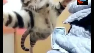 Неимоверный прыжок кота - Incredible jump cat