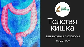 Толстая кишка | Элементарная гистология