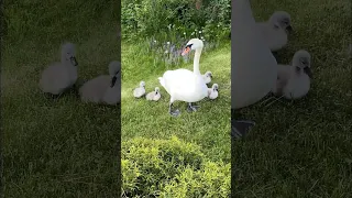 Mom and babies came to visit #swans