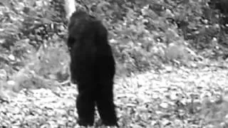 Closer Look - Fulton County trail-cam Bigfoot photo (ThinkerThunker)