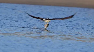 Osprey dives for bunker