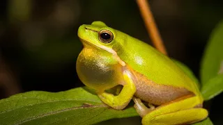 Rare Frog Wonderful Indian Bullfrog Video - Frog Sounds - Noises