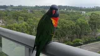 Rainbow Lorikeets on my Balcony. Campbelltown Australia.