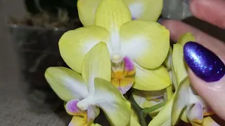 Phal. Yen Shuai Sweet Girl 'Shiny Girl'. Сладкая .  Фаленопсис