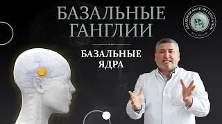 Базальные ганглии. Базальные ядра. Basal ganglia of the brain