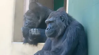 Kind gorilla girl supporting silverback who got into a fight with her son.｜Shabani Group