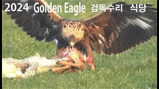 2024 검독수리(Golden eagle) 식당(restaurant)#새만금#검독수리