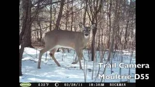 Trail Camera: Deer, Coyote, Turkey