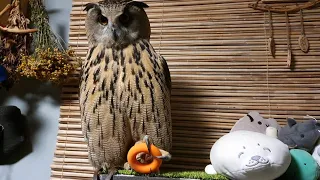 Take away the owl's toy!