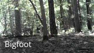 Bigfoot Sighting in South Jersey