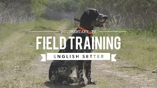 FIELD TRAINING: ENGLISH SETTER