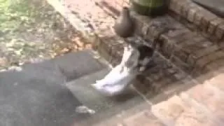 Cat duck play fight