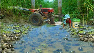 Season Catching Snail!!! A Small Fisherman Catch A lot of Snail When Water Pump Into Rice Field