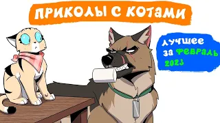 Приколы с котами. ЛУЧШЕЕ ЗА ФЕВРАЛЬ 2023 | Мемозг