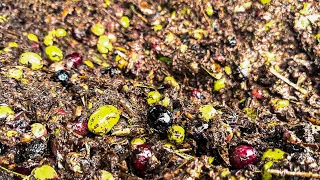 Olive Oil making in Morocco