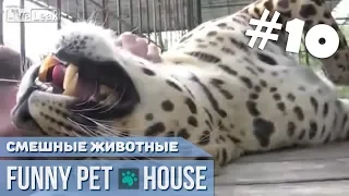 СМЕШНЫЕ ЖИВОТНЫЕ И ПИТОМЦЫ #10 СЕНТЯБРЬ 2018 [Funny Pet House] Смешные животные