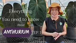 Everything you need to know about anthurium EP.1