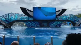 Day show of killer whales in the Sea World park.