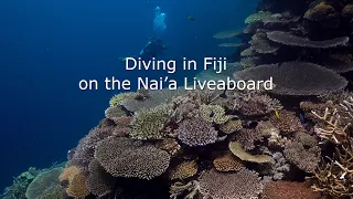 Nai'a Liveaboard Diving in Fiji - September 2022