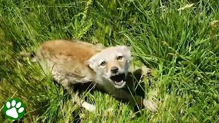 Coyote pup reluctantly accepts kind man's help