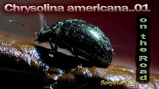 ChrYsOliNA amErICAna..01   (: Beetles Coleoptera Insecta Minuscule Cool Super Macro :)