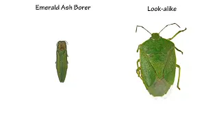 Identifying the Emerald Ash Borer Beetle
