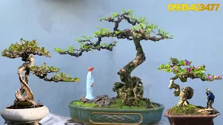 Vườn Bonsai Hữu Quang || Tác phẩm đẹp lên mấy lần nếu phối thêm phụ kiện!