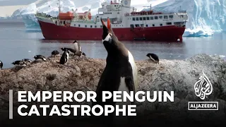 Warming decimates Antarctica’s emperor penguin chicks