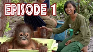 We Love Orangutans | Mia Puspita - Babysitter at BOS Foundation Nyaru Menteng