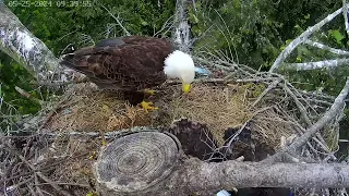 Ellie brings in more nesting material … funny.  May 25, 2024